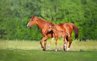 threadworms-in-foals