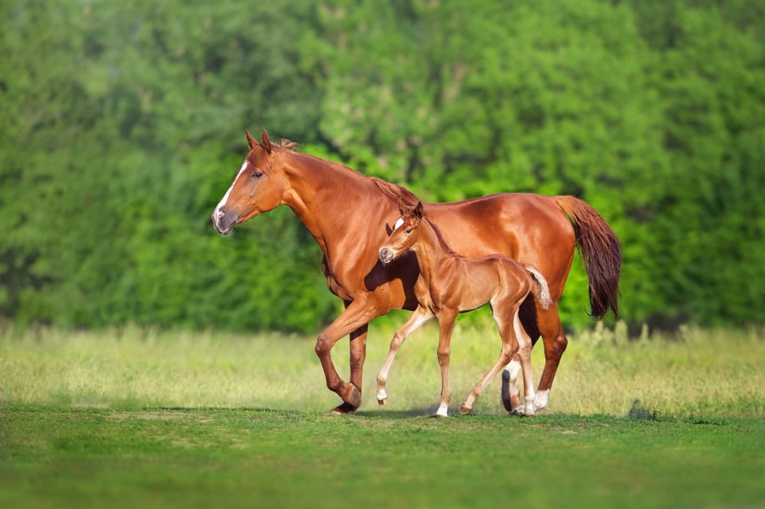 Threadworms (Strongyloides Westeri) in Horses: Symptoms, Risk Factors & Treatment