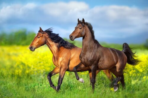 top-10-signs-of-gut-issues-in-horses