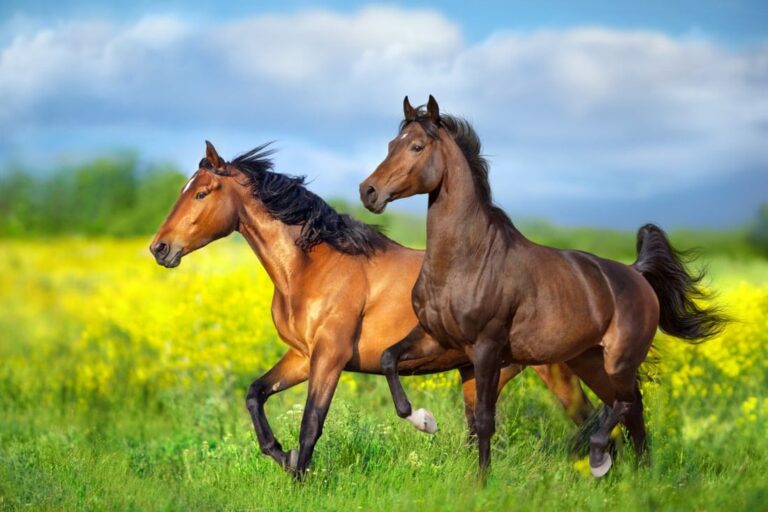 top-10-signs-of-gut-issues-in-horses