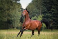 Gut Issues in Horses: Complete Guide to Conditions, Risk Factors & Prevention