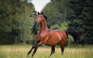 top-gut-issues-in-horses