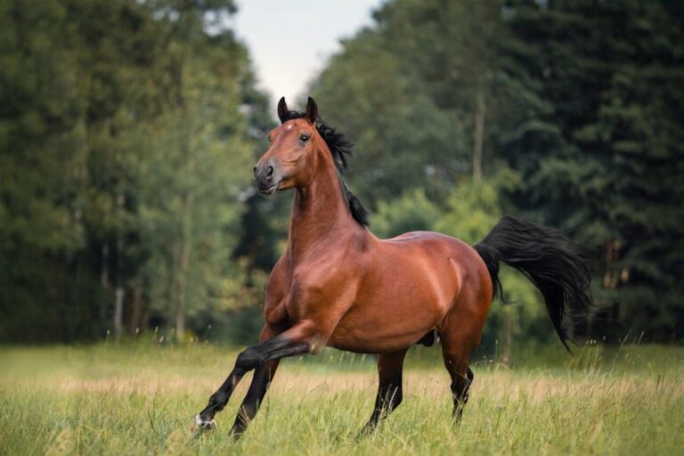 top-gut-issues-in-horses