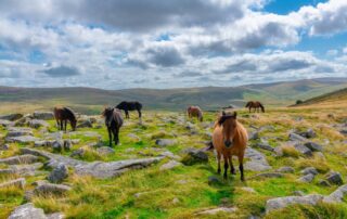 what-do-wild-horses-eat