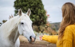 why-do-horses-bite