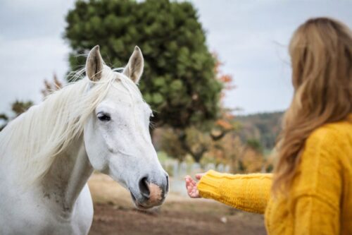 Why Horses Bite & How to Stop It: Guide to Equine Behavior & Body Language