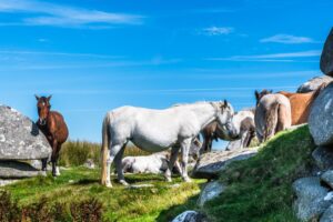 Adopting a Wild Horse: Legal Requirements, Training & Long-Term Care