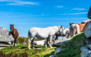 adopting-wild-horses