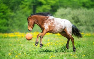 best-toys-for-horses-1