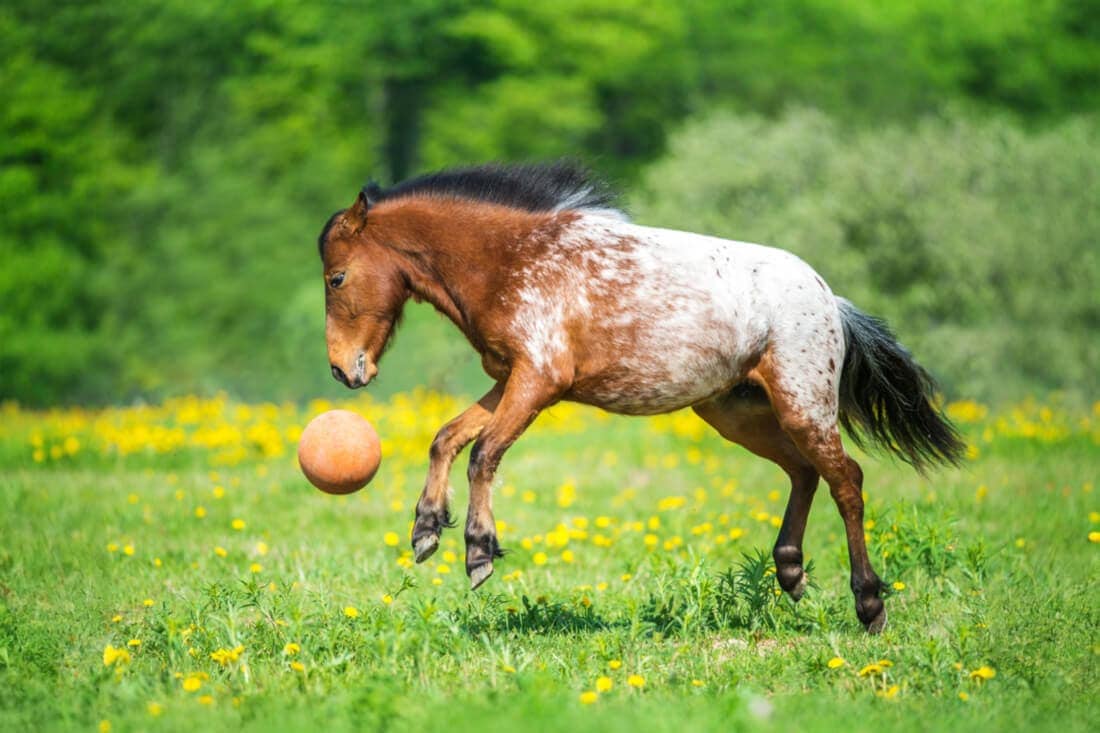 Best Toys for Horses to Support Enrichment & Reduce Boredom