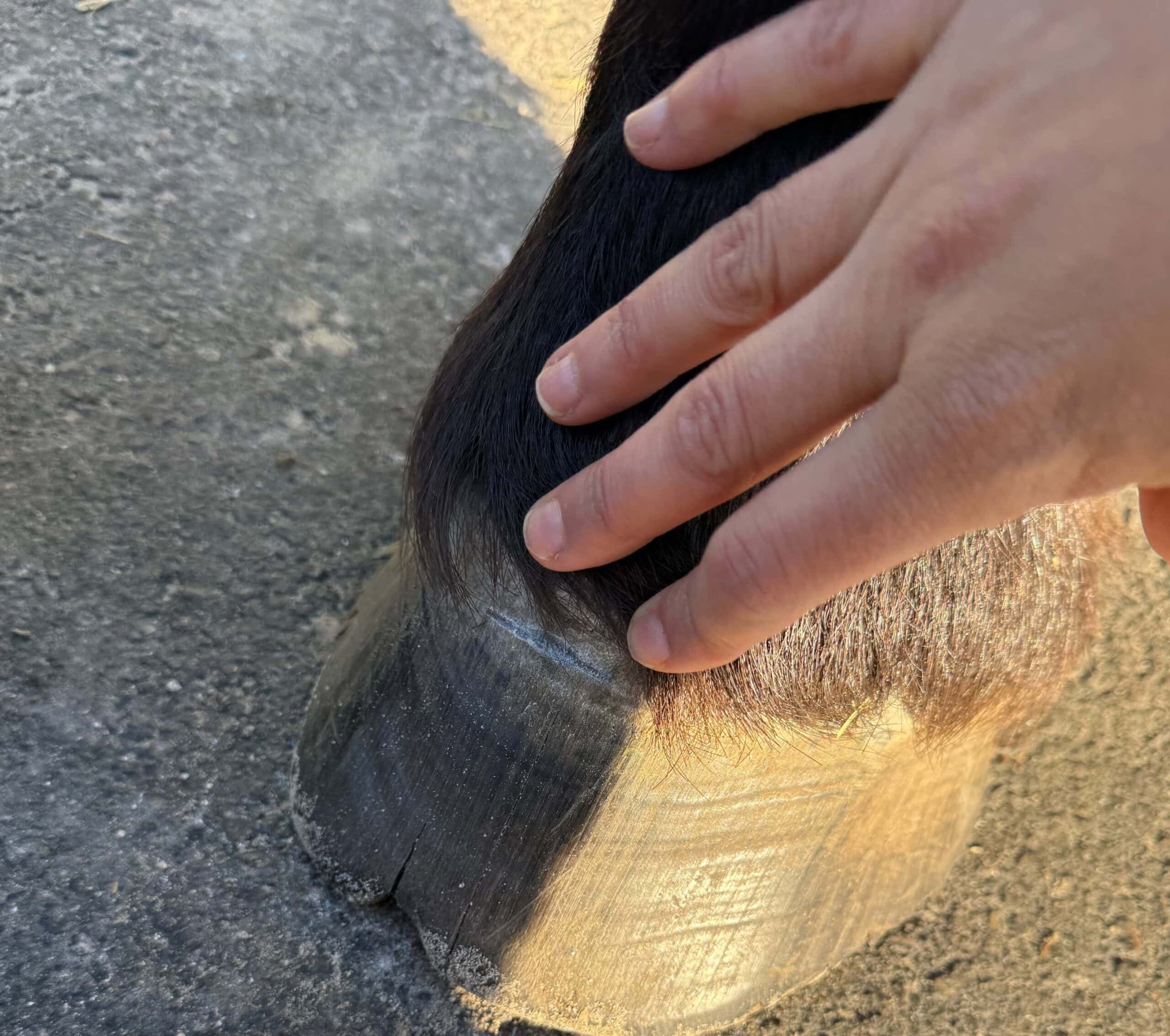 Equine Hoof Growth Measurement