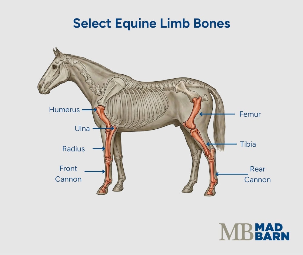equine limb bones involved in catastrophic injuries