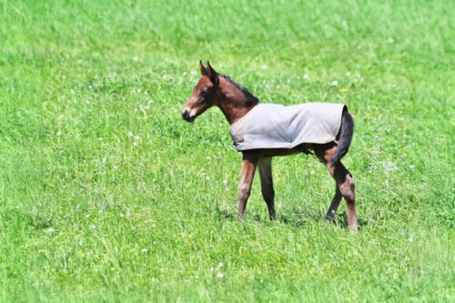 guide-to-foal-blankets