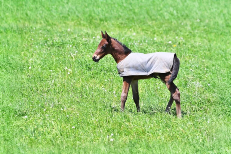 guide-to-foal-blankets