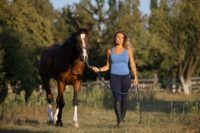 Halter Training for Horses: A 4-Step Guide to Safe, Effective Handling