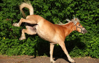 horse-bucking-behavior-guide-1