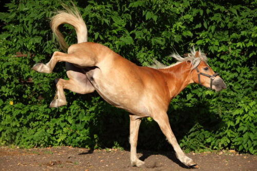 horse-bucking-behavior-guide-1