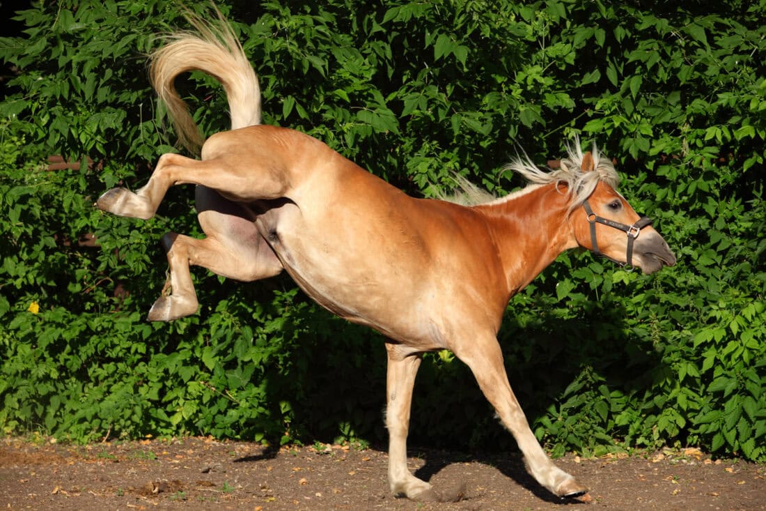 Why Do Horses Buck? Causes, Prevention, and How to Stop Bucking