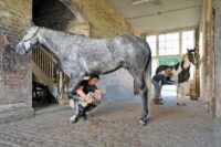 How to Become a Professional Horse Groom: Education, Skills & Job Requirements