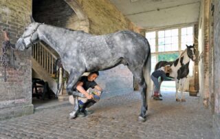 how-to-become-a-professional-horse-groom