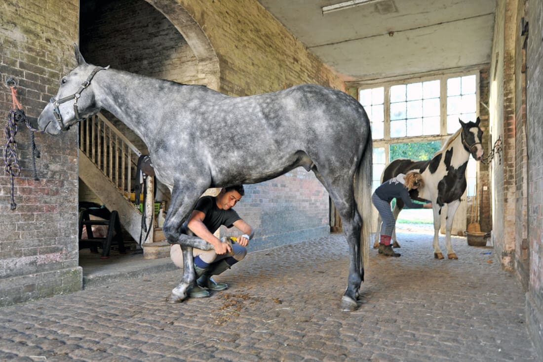 How to Become a Professional Horse Groom: Education, Skills & Job Requirements