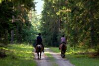 Hunter Paces Equestrian Sport: History, Competition & Training