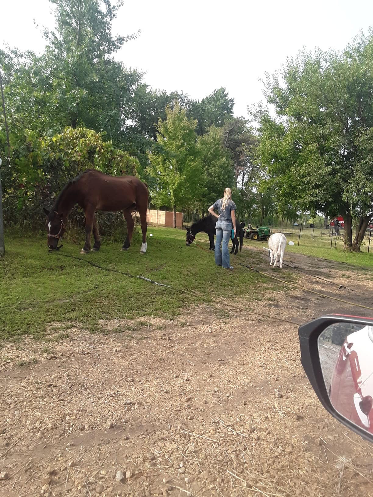 Maddie Beth - Farrier