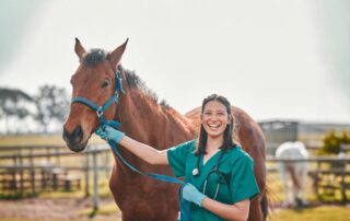most-common-allergies-in-horses