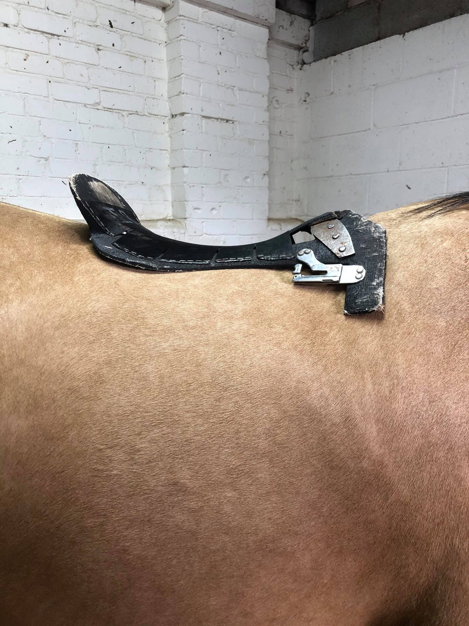 Lori Anderson - Saddle Fitter