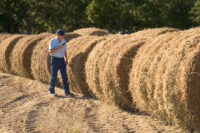 Perennial Peanut Hay for Horses: Nutrition Profile & Feeding Guide
