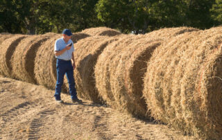 peanut-hay-forage-profile