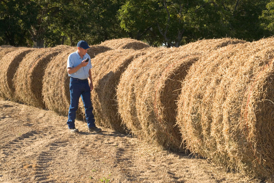 Perennial Peanut Hay for Horses: Nutrition Profile & Feeding Guide