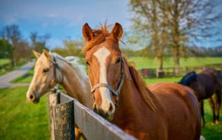 thiamine for horses