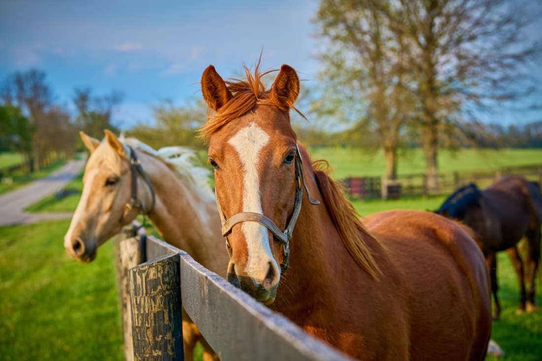 Thiamine (Vitamin B1) for Horses – Sources, Requirements, Deficiency & Overload