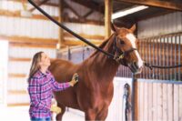 How to Train Your Horse to Stand for Farrier & Veterinary Care