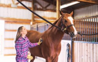 tips-for-training-your-horse-to-stand-for-services