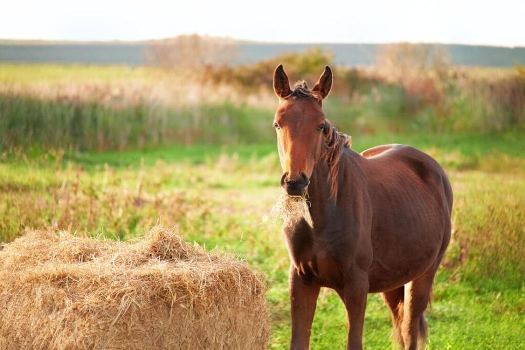 Upper Airway Obstructions in Horses: Signs, Causes & Management