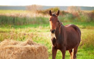 upper-airway-obstruction-in-horses