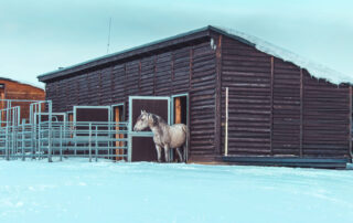 winter-safety-for-boarded-horses
