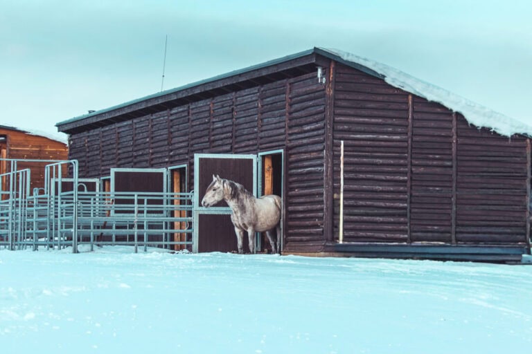 winter-safety-for-boarded-horses