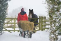 Winter Turnout for Horses: Safety Guidelines for Horse Owners
