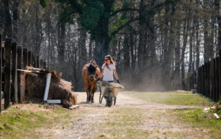 working-student-programs-in-the-equine-industry