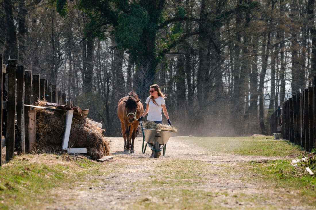 Working Student Programs in the Equine Industry: What to Expect Before You Commit