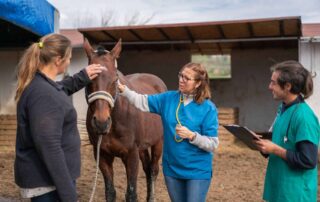 autoimmune-disease-in-horses