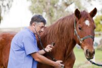 Clenbuterol Hydrochloride for Horses: Uses, Side Effects & Status in Competition