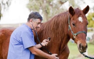 clenbuterol-for-horses