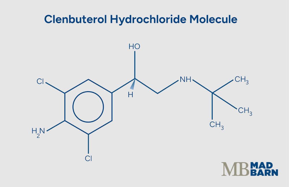 illustration of the steps in the dressage pyramid of training