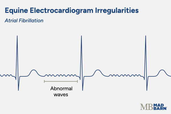 equine ecg graph showing atrial fibrillation