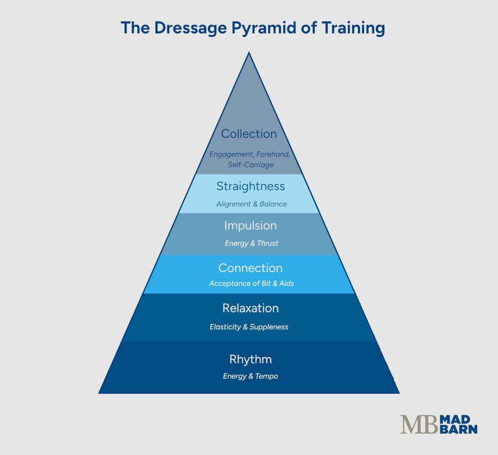 illustration of the steps in the dressage pyramid of training