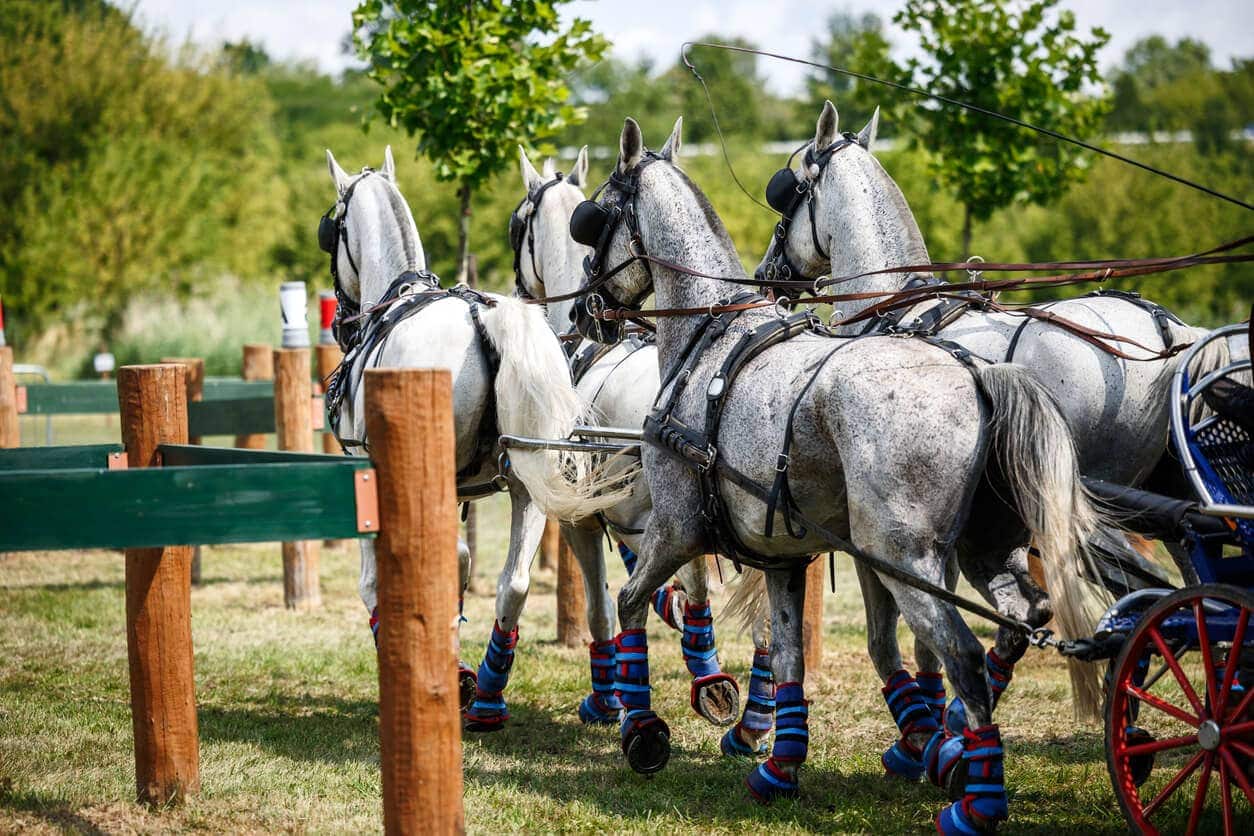 driving and para-driving image